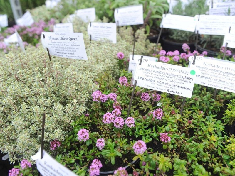 Am Sonntag 29.04.2012 gab es den Blumen- und Bauernmarkt auf dem Rathausparkplatz in Alpen.Foto: Markus Joosten / WAZ FotoPool