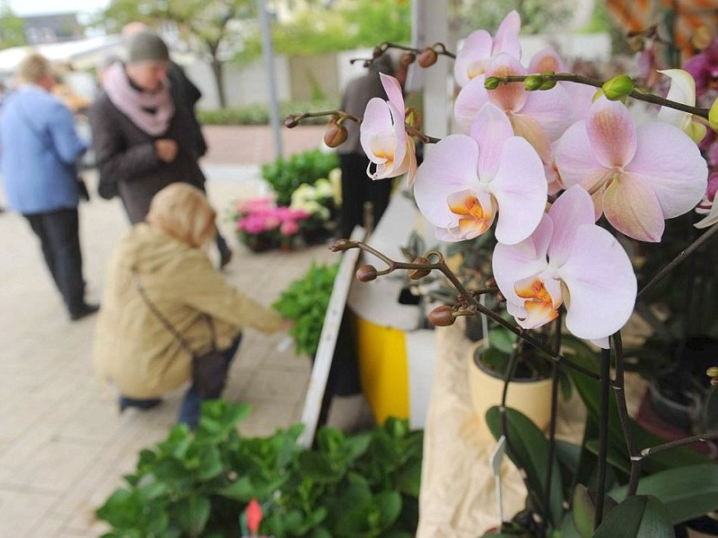 Am Sonntag 29.04.2012 gab es den Blumen- und Bauernmarkt auf dem Rathausparkplatz in Alpen.Foto: Markus Joosten / WAZ FotoPool