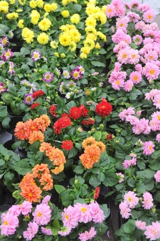 Am Sonntag 29.04.2012 gab es den Blumen- und Bauernmarkt auf dem Rathausparkplatz in Alpen.Foto: Markus Joosten / WAZ FotoPool