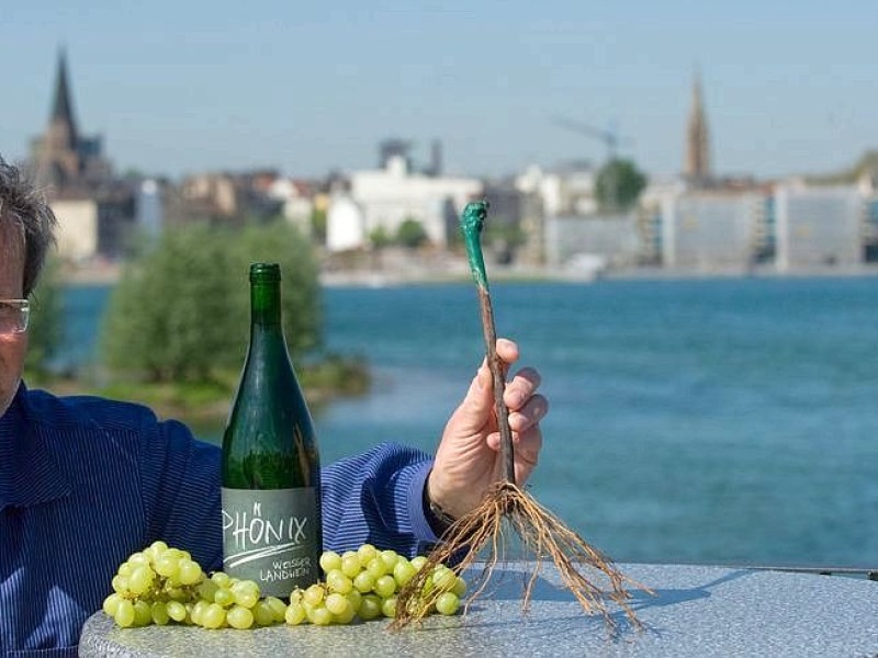 Hörde wird Weinort - wenn auch nur zu Testzwecken. Der Klimawandel macht's (vielleicht) möglich.