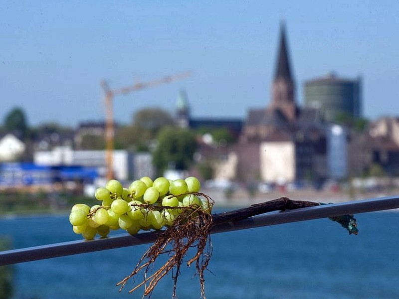 Hörde wird Weinort - wenn auch nur zu Testzwecken. Der Klimawandel macht's (vielleicht) möglich.