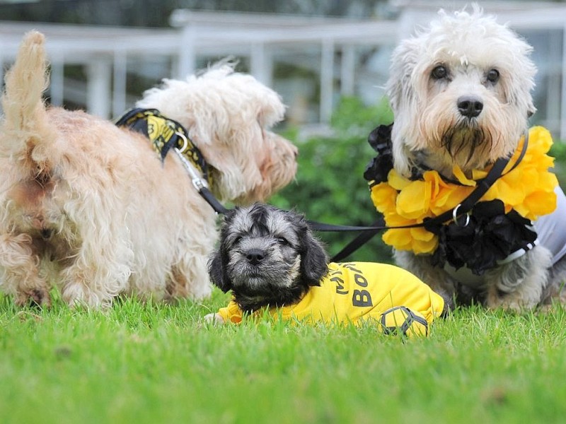 Die Messe Hund und Heimtier wird am Freitag, 11. Mai 2012, eröffnet. Zum Fototermin kamen die in BVB Trikots gekleideten Dandie Dinmont Terrier  vor die Westfalenhalle.Foto: Franz Luthe