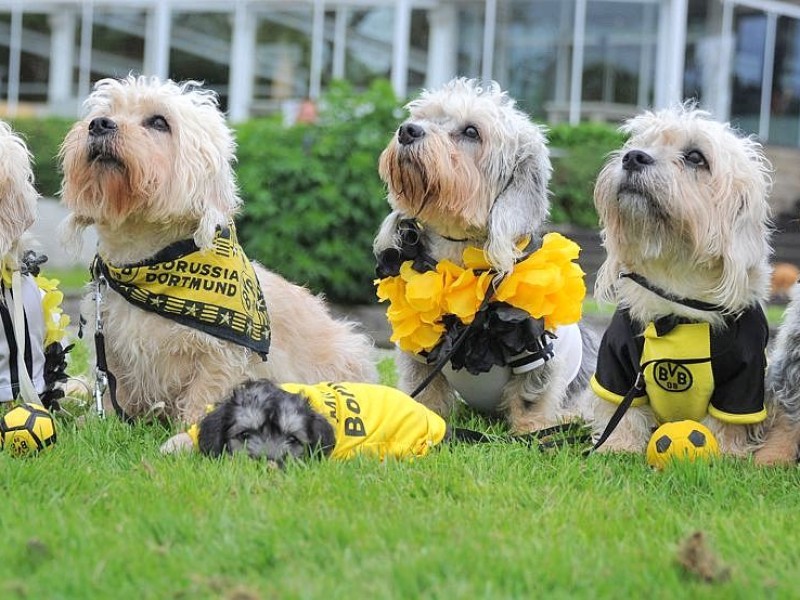 Die Messe Hund und Heimtier wird am Freitag, 11. Mai 2012, eröffnet. Zum Fototermin kamen die in BVB Trikots gekleideten Dandie Dinmont Terrier  vor die Westfalenhalle.Foto: Franz Luthe