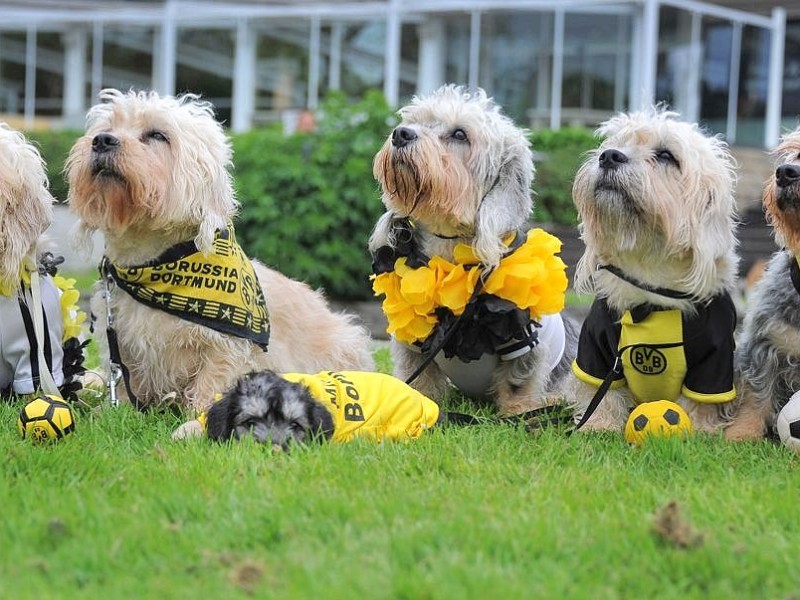 Die Messe Hund und Heimtier wird am Freitag, 11. Mai 2012, eröffnet. Zum Fototermin kamen die in BVB Trikots gekleideten Dandie Dinmont Terrier  vor die Westfalenhalle.Foto: Franz Luthe