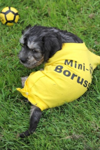 Die Messe Hund und Heimtier wird am Freitag, 11. Mai 2012, eröffnet. Zum Fototermin kamen die in BVB Trikots gekleideten Dandie Dinmont Terrier  vor die Westfalenhalle.Foto: Franz Luthe