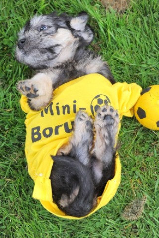 Die Messe Hund und Heimtier wird am Freitag, 11. Mai 2012, eröffnet. Zum Fototermin kamen die in BVB Trikots gekleideten Dandie Dinmont Terrier  vor die Westfalenhalle.Foto: Franz Luthe