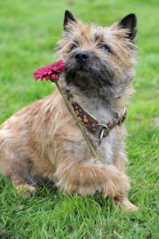 Die Messe Hund und Heimtier wird am Freitag, 11. Mai 2012, eröffnet. Zum Fototermin kam Ramona Teschner mit ihrem weißen Schäferhund "Aron" vor die Westfalenhalle.Foto: Franz Luthe