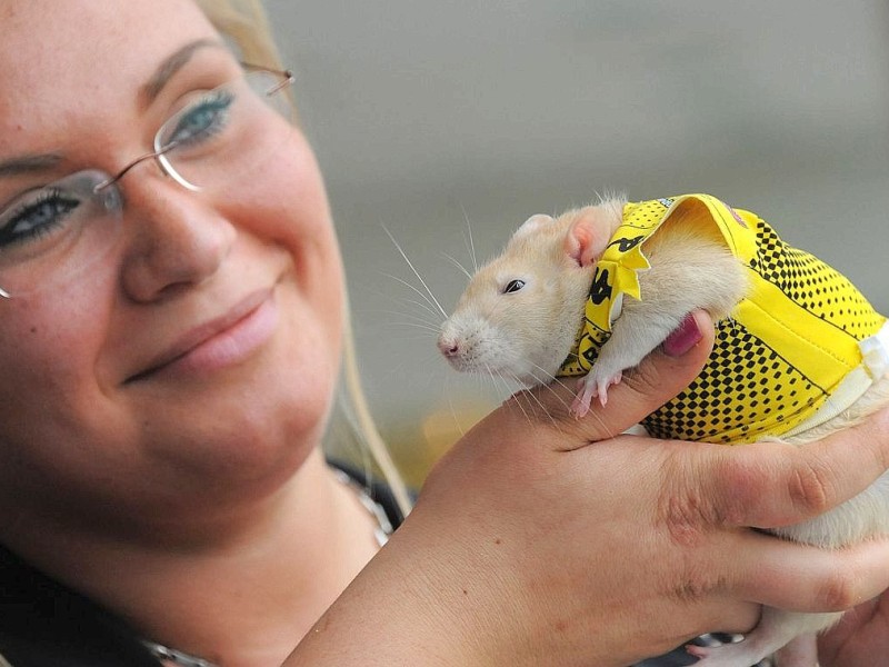 Die Messe Hund und Heimtier wird am Freitag, 11. Mai 2012, eröffnet. Zum Fototermin kam Jennifer Noack mit ihre weiblichen Farbratte "Vaice" vor die Westfalenhalle.Foto: Franz Luthe