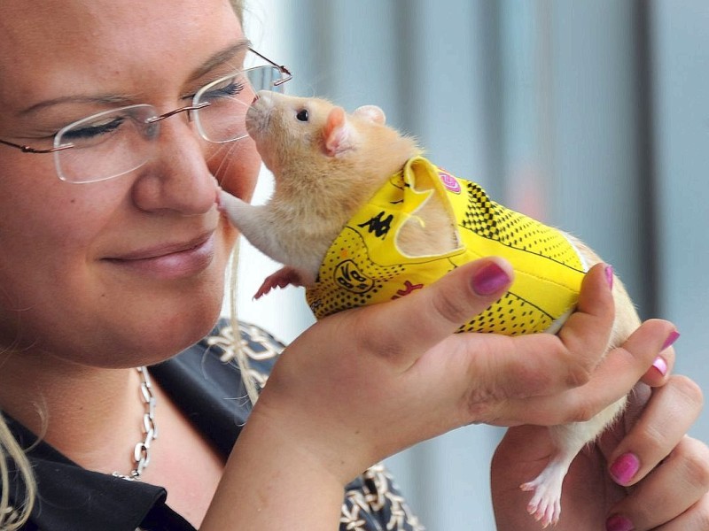 Die Messe Hund und Heimtier wird am Freitag, 11. Mai 2012, eröffnet. Zum Fototermin kam Jennifer Noack mit ihre weiblichen Farbratte "Vaice" vor die Westfalenhalle.Foto: Franz Luthe