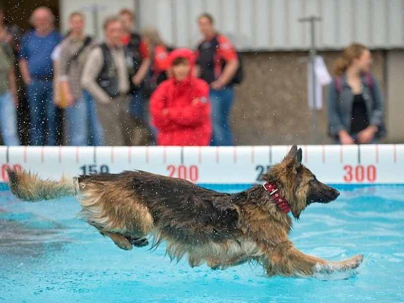 Messerundgang über die Hund & Heimtier in den Westfalenhalle Dortmund.