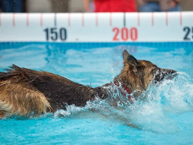 Messerundgang über die Hund & Heimtier in den Westfalenhalle Dortmund.