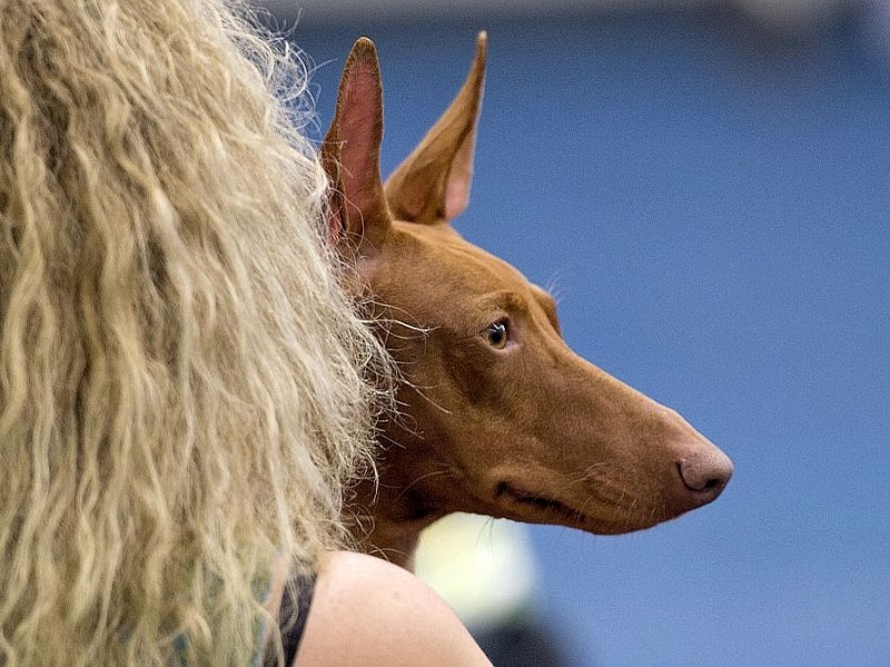 Messerundgang über die Hund & Heimtier in den Westfalenhalle Dortmund.