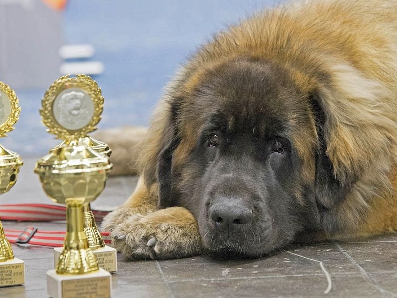 Messerundgang über die Hund & Heimtier in den Westfalenhalle Dortmund.