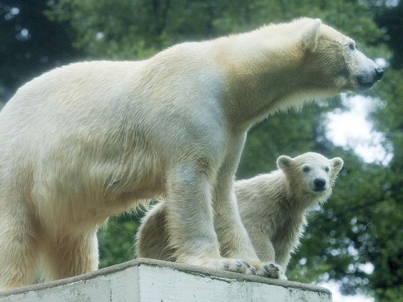 Unter der Aufsicht von Mutter Vilma erkundet das Anfang Januar geborene Eisbärmädchen Anori im Wuppertaler Zoo zum ersten Mal das große Außengehege und hat beim Plantschen im Wasser viel Spaß.