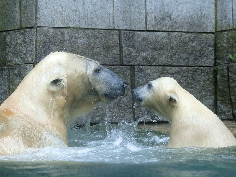 Unter der Aufsicht von Mutter Vilma erkundet das Anfang Januar geborene Eisbärmädchen Anori im Wuppertaler Zoo zum ersten Mal das große Außengehege und hat beim Plantschen im Wasser viel Spaß.