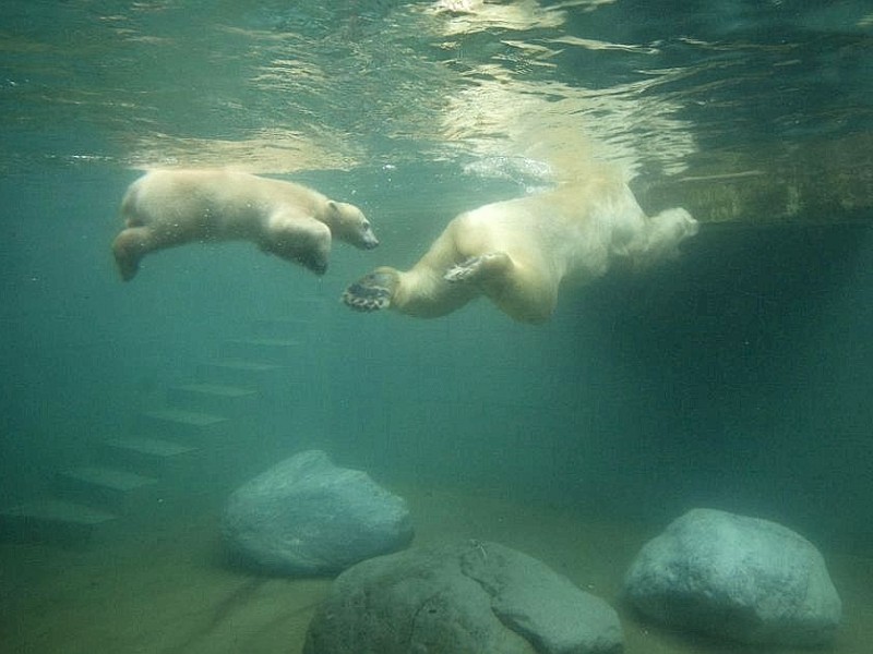 Unter der Aufsicht von Mutter Vilma erkundet das Anfang Januar geborene Eisbärmädchen Anori im Wuppertaler Zoo zum ersten Mal das große Außengehege und hat beim Plantschen im Wasser viel Spaß.