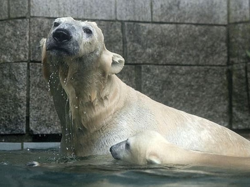 Unter der Aufsicht von Mutter Vilma erkundet das Anfang Januar geborene Eisbärmädchen Anori im Wuppertaler Zoo zum ersten Mal das große Außengehege und hat beim Plantschen im Wasser viel Spaß.