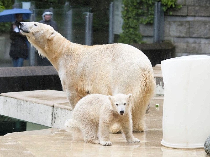 Unter der Aufsicht von Mutter Vilma erkundet das Anfang Januar geborene Eisbärmädchen Anori im Wuppertaler Zoo zum ersten Mal das große Außengehege und hat beim Plantschen im Wasser viel Spaß.