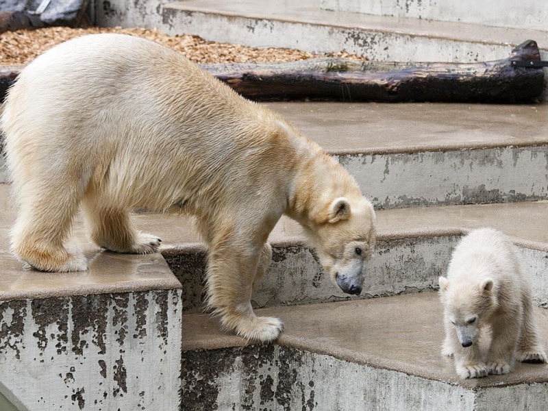 Unter der Aufsicht von Mutter Vilma erkundet das Anfang Januar geborene Eisbärmädchen Anori im Wuppertaler Zoo zum ersten Mal das große Außengehege und hat beim Plantschen im Wasser viel Spaß.