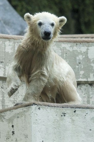 Unter der Aufsicht von Mutter Vilma erkundet das Anfang Januar geborene Eisbärmädchen Anori im Wuppertaler Zoo zum ersten Mal das große Außengehege und hat beim Plantschen im Wasser viel Spaß.