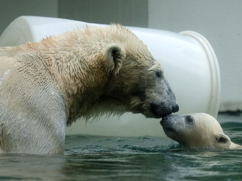 Unter der Aufsicht von Mutter Vilma erkundet das Anfang Januar geborene Eisbärmädchen Anori im Wuppertaler Zoo zum ersten Mal das große Außengehege und hat beim Plantschen im Wasser viel Spaß.