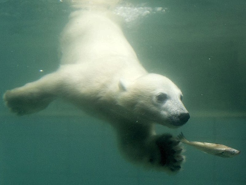 Unter der Aufsicht von Mutter Vilma erkundet das Anfang Januar geborene Eisbärmädchen Anori im Wuppertaler Zoo zum ersten Mal das große Außengehege und hat beim Plantschen im Wasser viel Spaß.