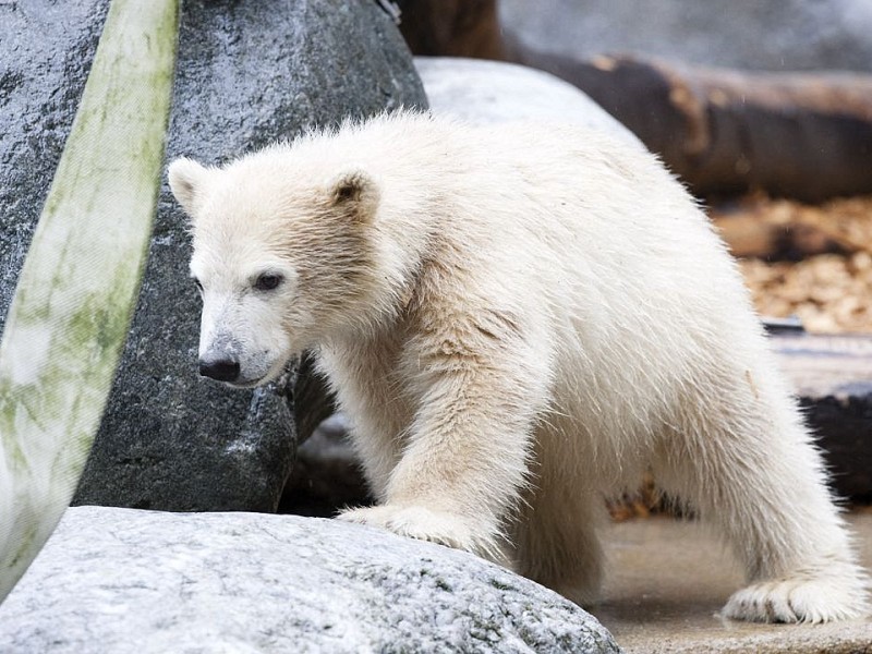 Unter der Aufsicht von Mutter Vilma erkundet das Anfang Januar geborene Eisbärmädchen Anori im Wuppertaler Zoo zum ersten Mal das große Außengehege und hat beim Plantschen im Wasser viel Spaß.