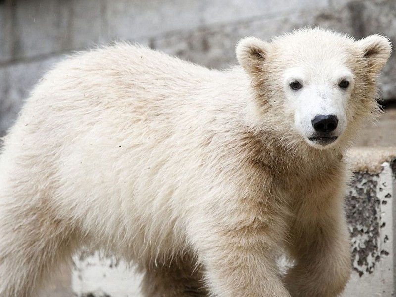 Unter der Aufsicht von Mutter Vilma erkundet das Anfang Januar geborene Eisbärmädchen Anori im Wuppertaler Zoo zum ersten Mal das große Außengehege und hat beim Plantschen im Wasser viel Spaß.