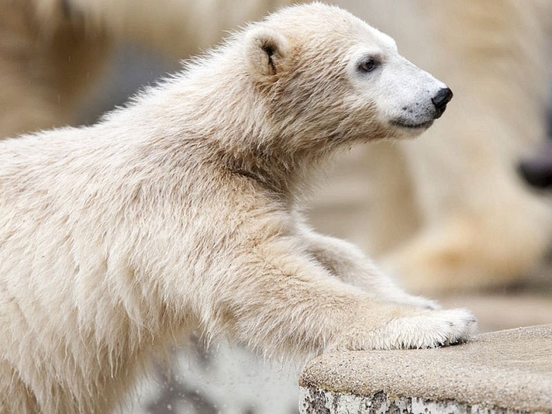 Unter der Aufsicht von Mutter Vilma erkundet das Anfang Januar geborene Eisbärmädchen Anori im Wuppertaler Zoo zum ersten Mal das große Außengehege und hat beim Plantschen im Wasser viel Spaß.