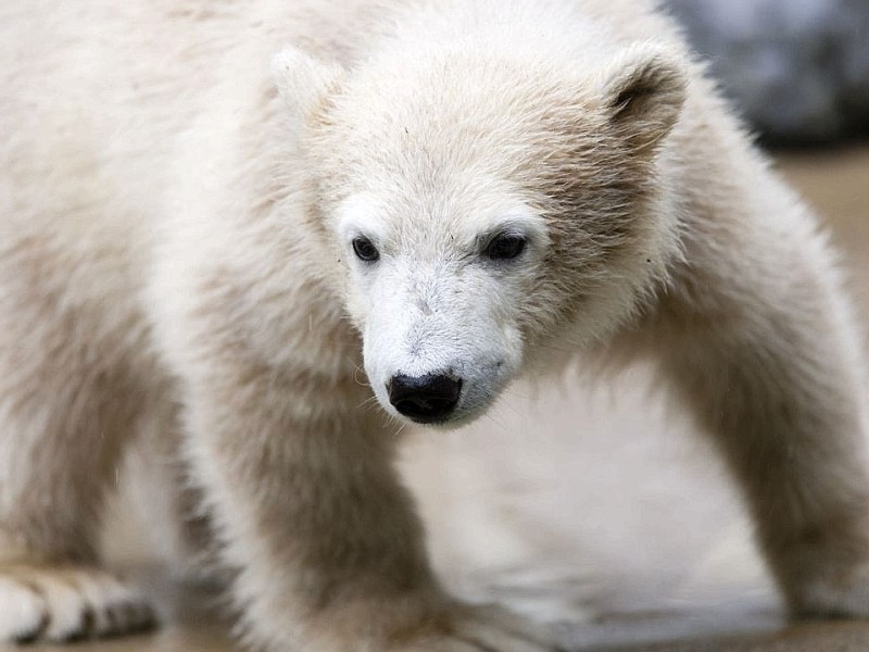 Unter der Aufsicht von Mutter Vilma erkundet das Anfang Januar geborene Eisbärmädchen Anori im Wuppertaler Zoo zum ersten Mal das große Außengehege und hat beim Plantschen im Wasser viel Spaß.