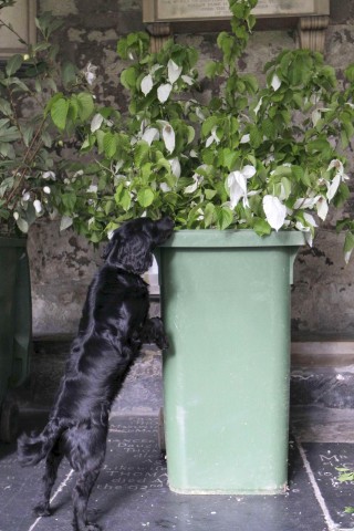 Auch der Blumenschmuck in Westminster Abbey ...