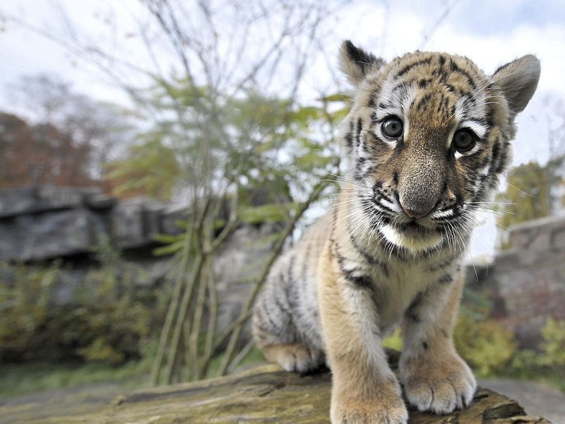 Schon vor zwei Jahren verzückten die kleinen Tigerbabys Tschuna und Daseep die Besucher des Wuppertaler Zoos. Der Zoo nahm die beiden Kleinen auf, nachdem sich die Muttertiere nicht ausreichend um ihre Babys gekümmert hatten.