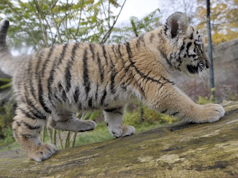 Schon vor zwei Jahren verzückten die kleinen Tigerbabys Tschuna und Daseep die Besucher des Wuppertaler Zoos. Der Zoo nahm die beiden Kleinen auf, nachdem sich die Muttertiere nicht ausreichend um ihre Babys gekümmert hatten.