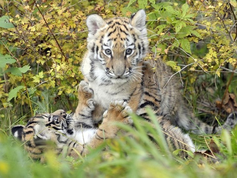 Schon vor zwei Jahren verzückten die kleinen Tigerbabys Tschuna und Daseep die Besucher des Wuppertaler Zoos. Der Zoo nahm die beiden Kleinen auf, nachdem sich die Muttertiere nicht ausreichend um ihre Babys gekümmert hatten.