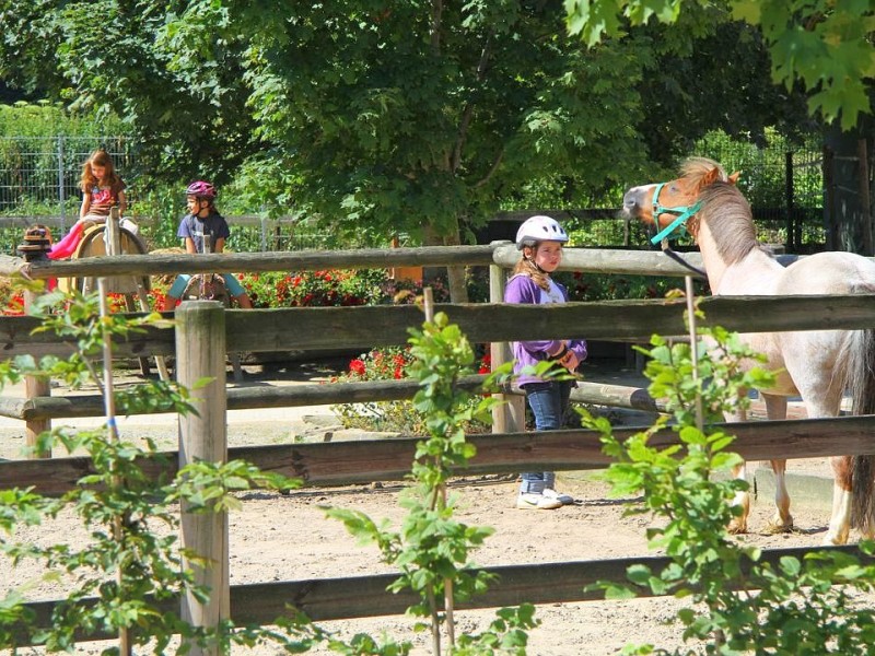 Der Freienspass auf dem Reiterhof Reiterzentrum Worch am Montag 23. Juli 2012 in Hattingen.Die 32 Kinder imm Alter zwischen 8-10 Jahren lernen spielerisch mit dem Tier Pferd umzugehen.Satteln,Säubern und reiten gehört dazu.Auch der Reitunterricht findetr statt. Foto: Claudia Schütte / WAZ FotoPool