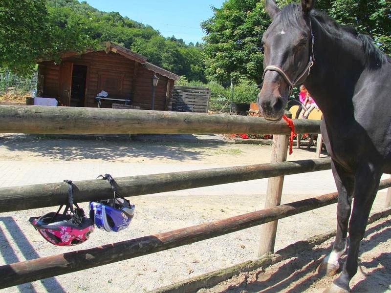 Der Freienspass auf dem Reiterhof Reiterzentrum Worch am Montag 23. Juli 2012 in Hattingen.Die 32 Kinder imm Alter zwischen 8-10 Jahren lernen spielerisch mit dem Tier Pferd umzugehen.Satteln,Säubern und reiten gehört dazu.Auch der Reitunterricht findetr statt. Foto: Claudia Schütte / WAZ FotoPool