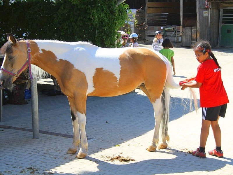 Der Freienspass auf dem Reiterhof Reiterzentrum Worch am Montag 23. Juli 2012 in Hattingen.Die 32 Kinder imm Alter zwischen 8-10 Jahren lernen spielerisch mit dem Tier Pferd umzugehen.Satteln,Säubern und reiten gehört dazu.Auch der Reitunterricht findetr statt. Foto: Claudia Schütte / WAZ FotoPool