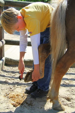 Der Freienspass auf dem Reiterhof Reiterzentrum Worch am Montag 23. Juli 2012 in Hattingen.Die 32 Kinder imm Alter zwischen 8-10 Jahren lernen spielerisch mit dem Tier Pferd umzugehen.Satteln,Säubern und reiten gehört dazu.Auch der Reitunterricht findetr statt.i.Bild Fabian (12) säubert die Hufe eines Ponys.  Foto: Claudia Schütte / WAZ FotoPool