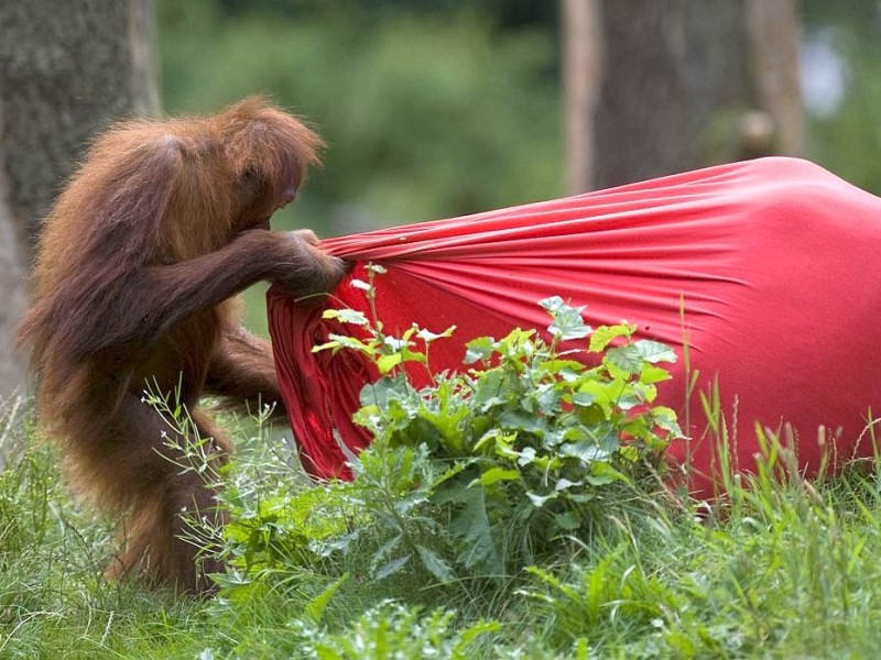 Kinder bastelten bunte Tüten für die Menschenaffen im Dortmunder Zoo.