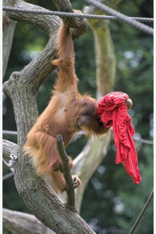 Kinder bastelten bunte Tüten für die Menschenaffen im Dortmunder Zoo.