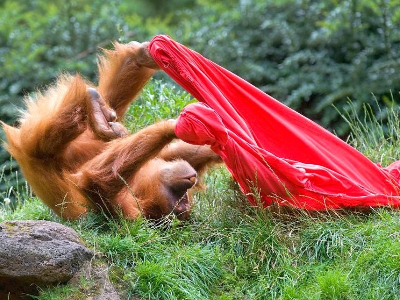 Kinder bastelten bunte Tüten für die Menschenaffen im Dortmunder Zoo.