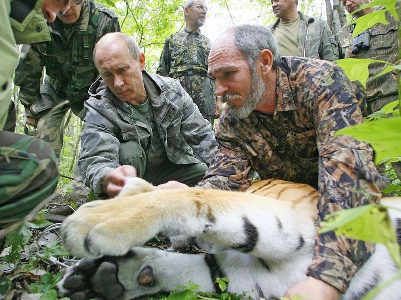 ... Tigerweibchen einzufangen und ...