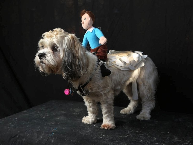 Zum 22. Mal feierten Hundebesitzer vergangenes Wochenende mit ihren Vierbeinern die Tompkins Square Halloween Dog Parade in New York.