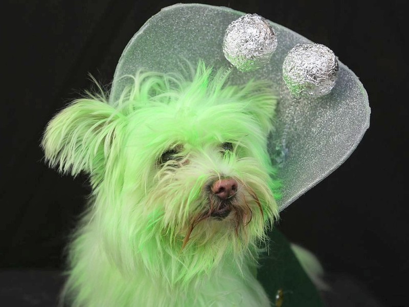 Zum 22. Mal feierten Hundebesitzer vergangenes Wochenende mit ihren Vierbeinern die Tompkins Square Halloween Dog Parade in New York.