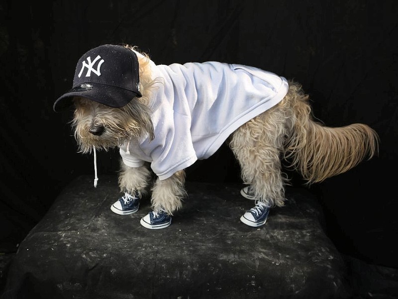 Zum 22. Mal feierten Hundebesitzer vergangenes Wochenende mit ihren Vierbeinern die Tompkins Square Halloween Dog Parade in New York.