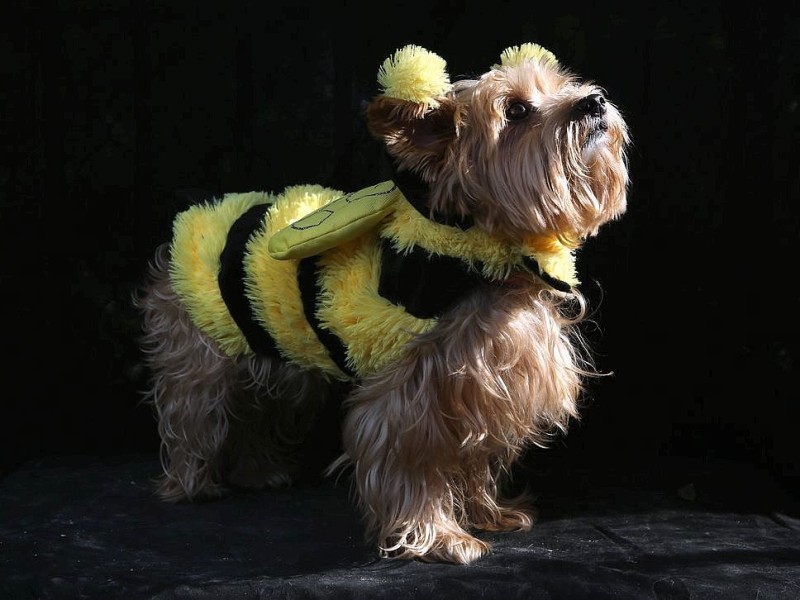 Zum 22. Mal feierten Hundebesitzer vergangenes Wochenende mit ihren Vierbeinern die Tompkins Square Halloween Dog Parade in New York.