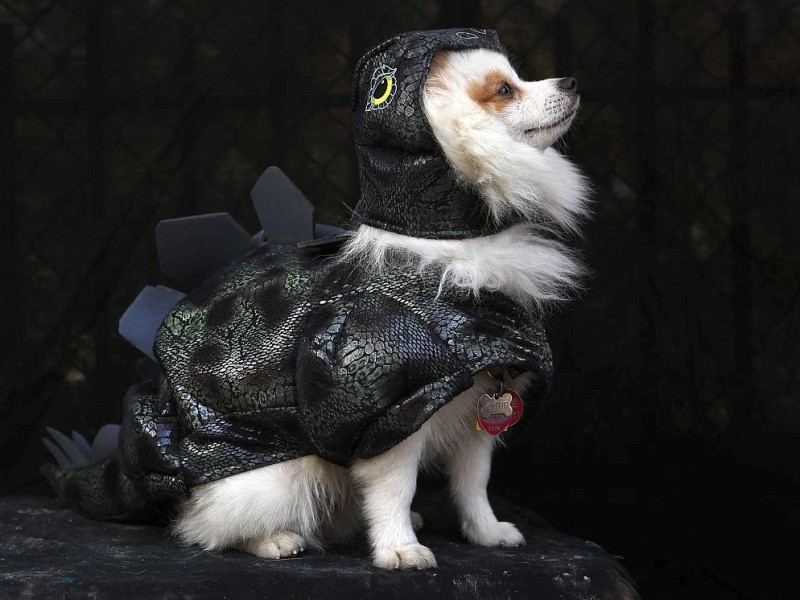 Zum 22. Mal feierten Hundebesitzer vergangenes Wochenende mit ihren Vierbeinern die Tompkins Square Halloween Dog Parade in New York.