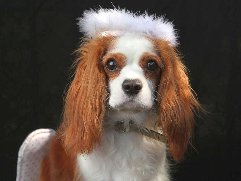 Zum 22. Mal feierten Hundebesitzer vergangenes Wochenende mit ihren Vierbeinern die Tompkins Square Halloween Dog Parade in New York.