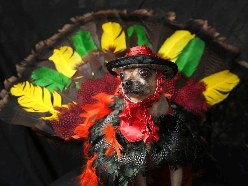 Zum 22. Mal feierten Hundebesitzer vergangenes Wochenende mit ihren Vierbeinern die Tompkins Square Halloween Dog Parade in New York.