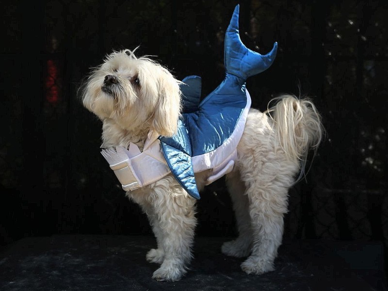 Zum 22. Mal feierten Hundebesitzer vergangenes Wochenende mit ihren Vierbeinern die Tompkins Square Halloween Dog Parade in New York.